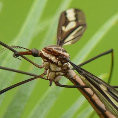 Ischnotoma (Ischnotoma) eburnea (A Crane Fly) at Braemar - 3 Mar 2023 by Curiosity