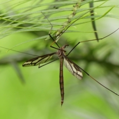 Ischnotoma (Ischnotoma) eburnea at Braemar, NSW - 3 Mar 2023