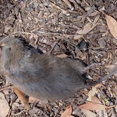 Mastacomys fuscus mordicus (Broad-toothed Rat) at Charlotte Pass, NSW - 12 Mar 2023 by MLH