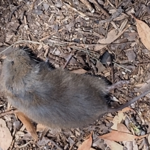 Mastacomys fuscus at Charlotte Pass, NSW - suppressed