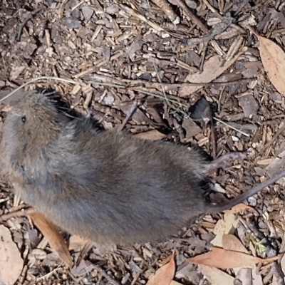 Mastacomys fuscus mordicus (Broad-toothed Rat) at Charlotte Pass, NSW - 12 Mar 2023 by MLH