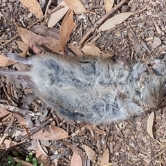 Mastacomys fuscus at Charlotte Pass, NSW - suppressed