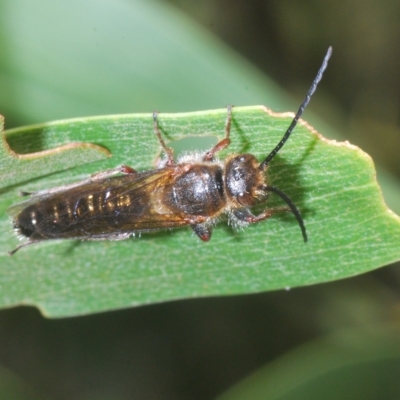 Tiphiidae (family) (Unidentified Smooth flower wasp) at Uriarra, NSW - 12 Mar 2023 by Harrisi