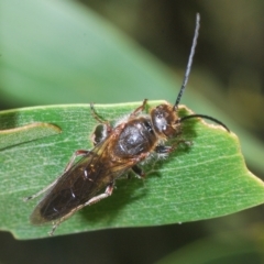 Tiphiidae (family) at Uriarra, NSW - 12 Mar 2023