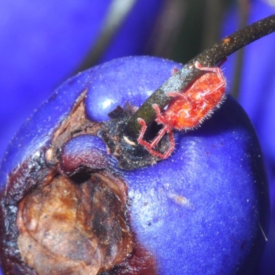 Trombidiidae (family) (Red velvet mite) at Brindabella National Park - 12 Mar 2023 by Harrisi