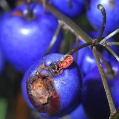 Trombidiidae (family) at Uriarra, NSW - 12 Mar 2023