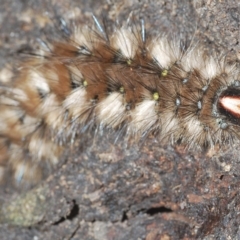 Anthela (genus) immature (Unidentified Anthelid Moth) at Brindabella National Park - 12 Mar 2023 by Harrisi