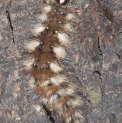 Anthela (genus) immature at Uriarra, NSW - 12 Mar 2023