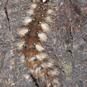 Anthela (genus) immature at Uriarra, NSW - 12 Mar 2023