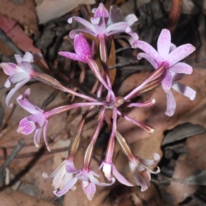 Dipodium roseum at Uriarra, NSW - 12 Mar 2023