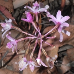 Dipodium roseum (Rosy Hyacinth Orchid) at Uriarra, NSW - 12 Mar 2023 by Harrisi