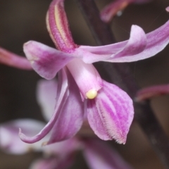 Dipodium roseum at Uriarra, NSW - 12 Mar 2023