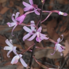 Dipodium roseum at Uriarra, NSW - 12 Mar 2023