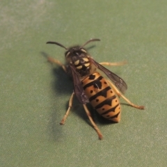 Vespula germanica (European wasp) at Pollinator-friendly garden Conder1 - 11 Mar 2023 by michaelb