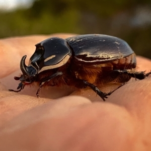 Dasygnathus sp. (genus) at Googong, NSW - 13 Mar 2023