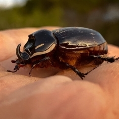 Dasygnathus sp. (Rhinoceros beetle) at Googong, NSW - 13 Mar 2023 by Wandiyali