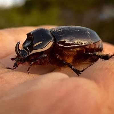 Dasygnathus sp. (Rhinoceros beetle) at Googong, NSW - 13 Mar 2023 by Wandiyali