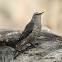 Climacteris picumnus victoriae (Brown Treecreeper) at Splitters Creek, NSW - 12 Mar 2023 by GlossyGal