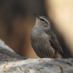 Climacteris picumnus at Splitters Creek, NSW - 12 Mar 2023