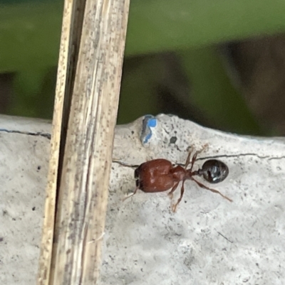 Pheidole sp. (genus) (Seed-harvesting ant) at Yarralumla, ACT - 24 Dec 2022 by Hejor1