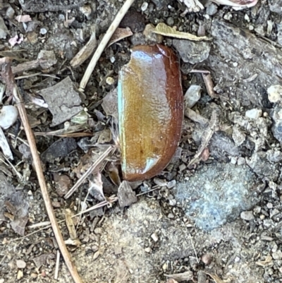 Anoplognathus sp. (genus) (Unidentified Christmas beetle) at Florey, ACT - 24 Dec 2022 by Hejor1