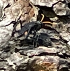 Unidentified Spider wasp (Pompilidae) (TBC) at Yarralumla, ACT - 24 Dec 2022 by Hejor1