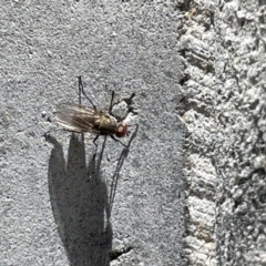 Diptera (order) (Fly - Unidentified) at Casey, ACT - 27 Dec 2022 by Hejor1