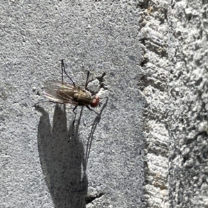 Diptera (order) at Casey, ACT - 27 Dec 2022 12:56 PM