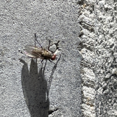 Unidentified Bristle Fly (Tachinidae) at Casey, ACT - 27 Dec 2022 by Hejor1