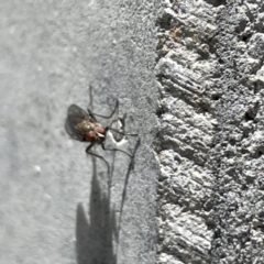 Diptera (order) at Casey, ACT - 27 Dec 2022 12:56 PM