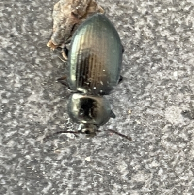 Adelium brevicorne (Bronzed field beetle) at Amaroo, ACT - 27 Dec 2022 by Hejor1