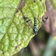 Heteropsilopus ingenuus (A long-legged fly) at Braddon, ACT - 28 Dec 2022 by Hejor1