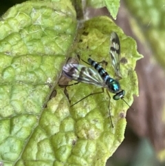 Heteropsilopus sp. (genus) at Braddon, ACT - 28 Dec 2022