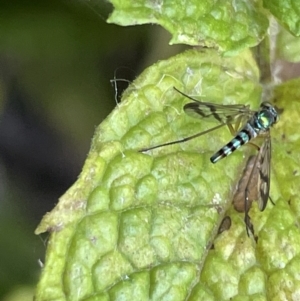 Heteropsilopus sp. (genus) at Braddon, ACT - 28 Dec 2022