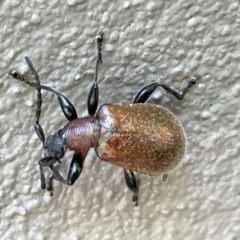 Ecnolagria sp. (genus) (A brown darkling beetle) at City Renewal Authority Area - 28 Dec 2022 by Hejor1