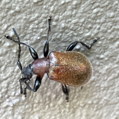 Ecnolagria sp. (genus) (A brown darkling beetle) at City Renewal Authority Area - 28 Dec 2022 by Hejor1