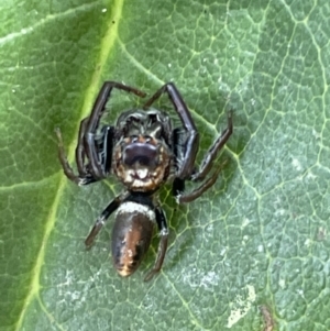 Opisthoncus grassator at Braddon, ACT - 31 Dec 2022