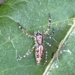Helpis minitabunda (Threatening jumping spider) at Braddon, ACT - 31 Dec 2022 by Hejor1