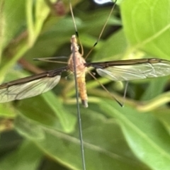 Leptotarsus (Macromastix) costalis (Common Brown Crane Fly) at Braddon, ACT - 31 Dec 2022 by Hejor1