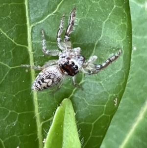 Opisthoncus grassator at Braddon, ACT - 31 Dec 2022