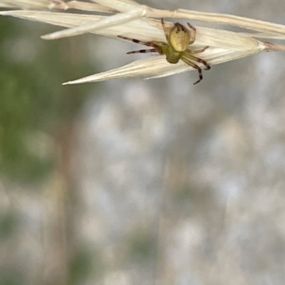 Australomisidia pilula (Lozenge-shaped Flower Spider) at City Renewal Authority Area - 31 Dec 2022 by Hejor1