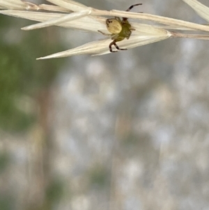 Australomisidia pilula at Braddon, ACT - 31 Dec 2022