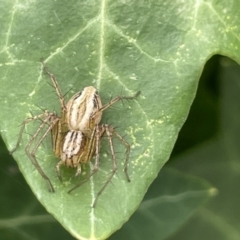 Oxyopes sp. (genus) (Lynx spider) at Braddon, ACT - 31 Dec 2022 by Hejor1