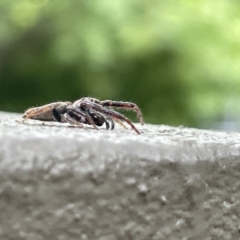 Opisthoncus nigrofemoratus at Braddon, ACT - 31 Dec 2022 11:19 AM