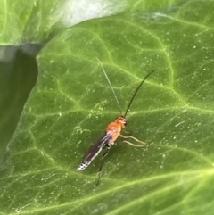 Unidentified Parasitic wasp (numerous families) at City Renewal Authority Area - 31 Dec 2022 by Hejor1