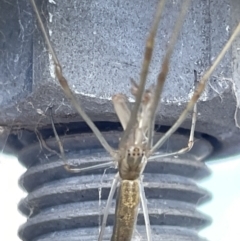 Tetragnatha sp. (genus) at Lyneham, ACT - 3 Jan 2023