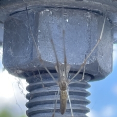 Tetragnatha sp. (genus) at Lyneham, ACT - 3 Jan 2023