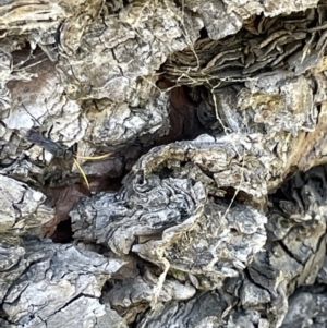 Pompilidae (family) at Lyneham, ACT - 3 Jan 2023