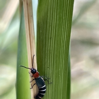 Carphurus sp. (genus) (Soft-winged flower beetle) at Lyneham Wetland - 3 Jan 2023 by Hejor1
