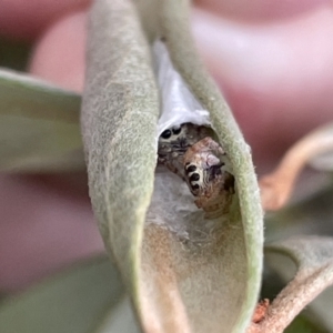 Opisthoncus sp. (genus) at Braddon, ACT - 5 Jan 2023